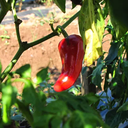 Ursula Cambo-les-Bains